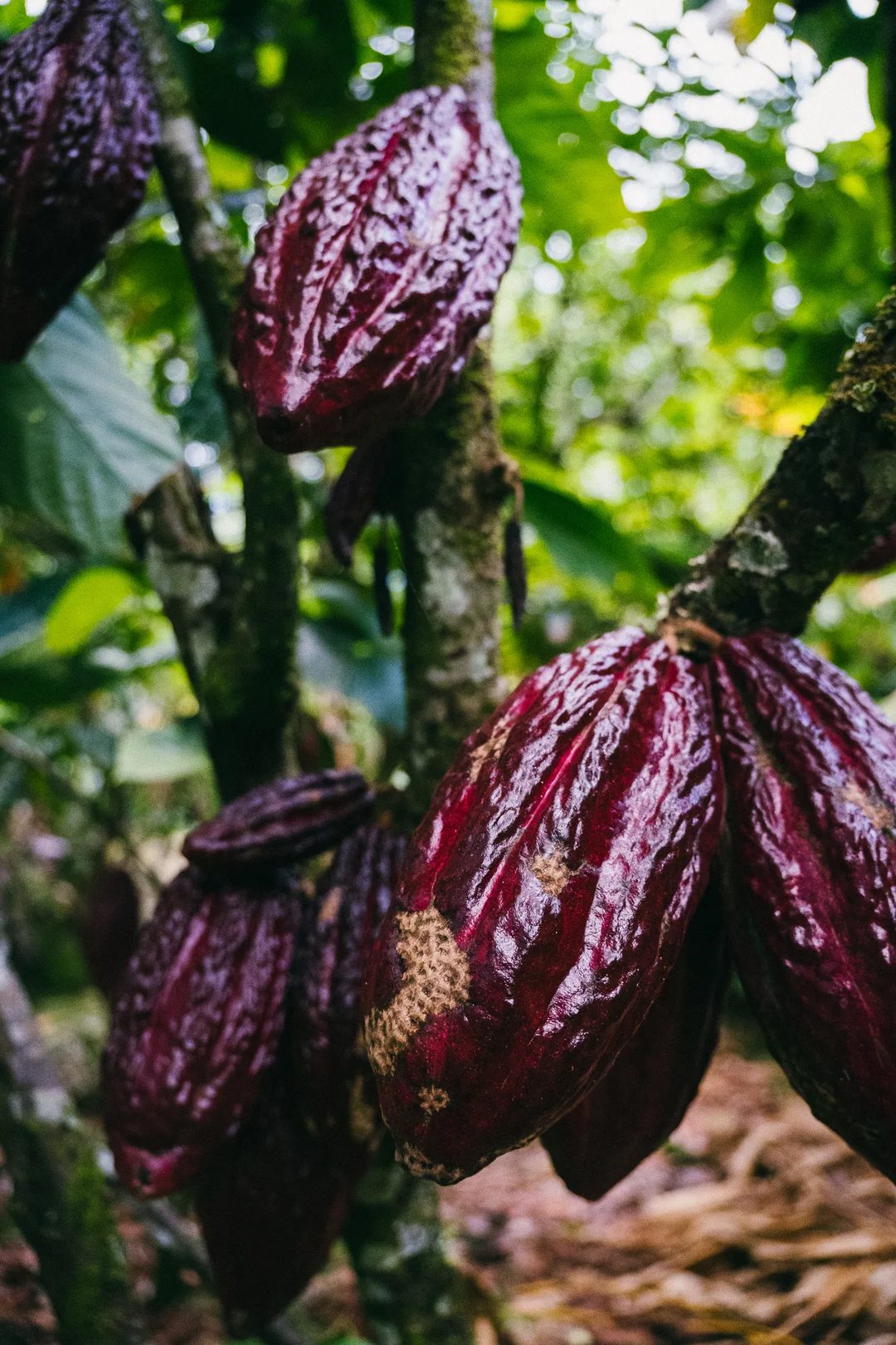 Cacao pods growing on a tree, El Páramo Weekend.