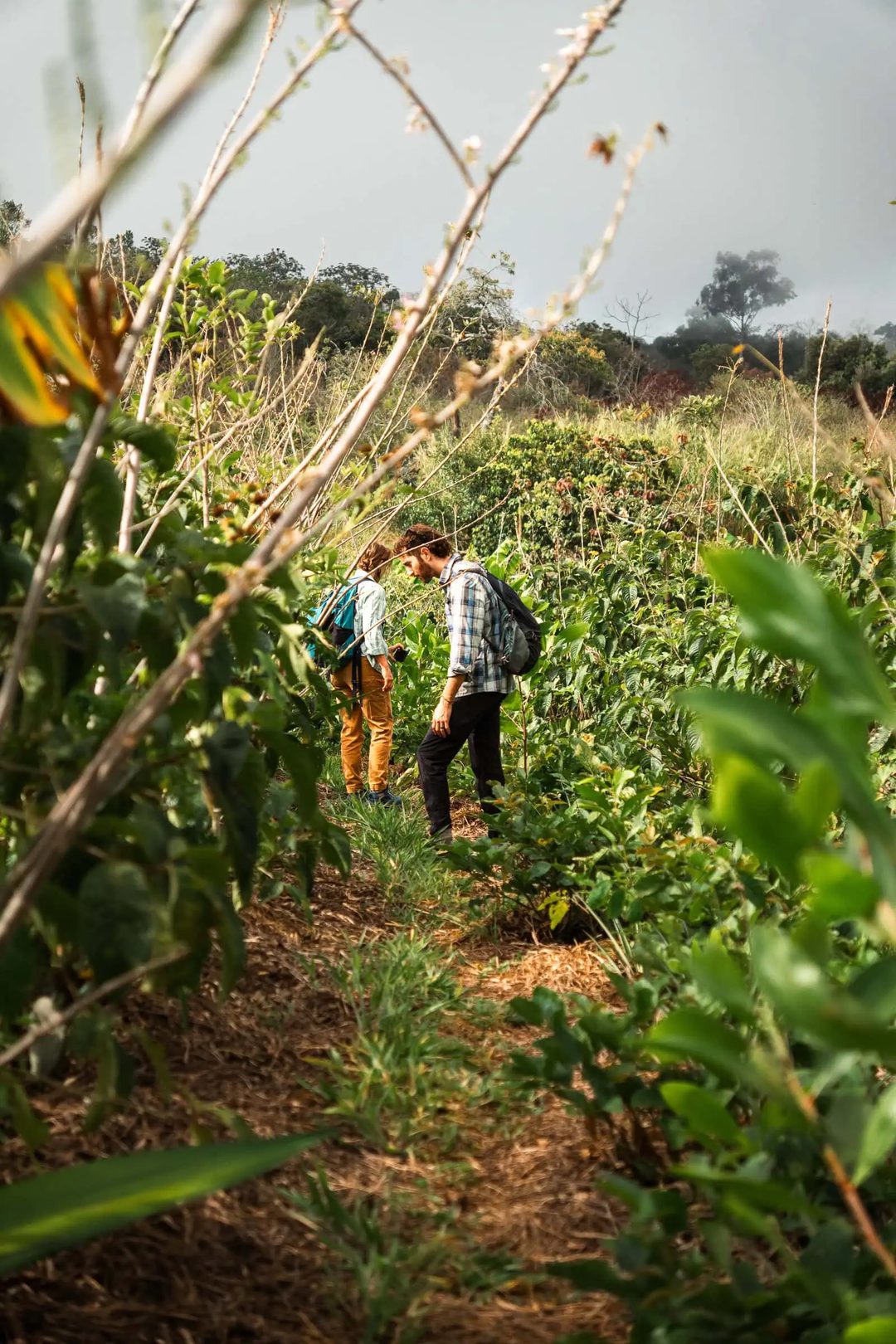 Two participants walk through dense vegetation during a field visit.