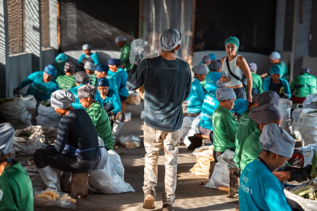 Dozens of workers in green and turquoise shirts and headscarves sit sorting produce into sacks in a long open shed, while a man walks down the central aisle.