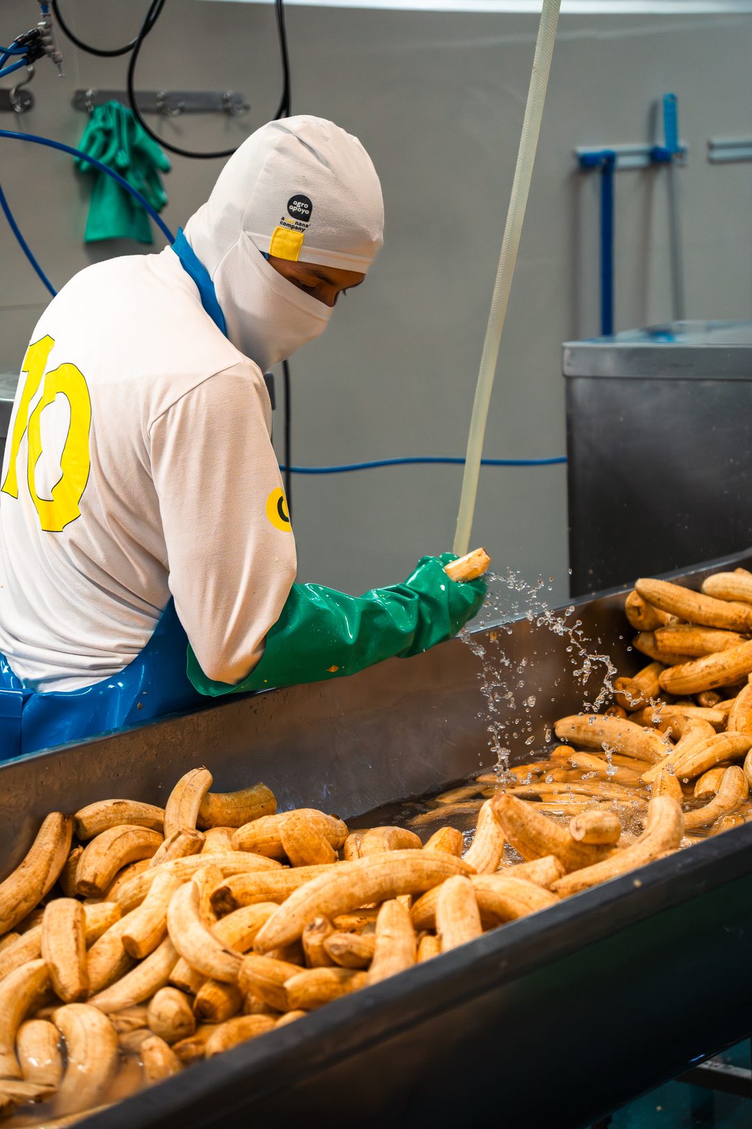 A worker in a hairnet, mask and green gloves tips peeled plantains onto a stainless-steel conveyor inside the processing plant.