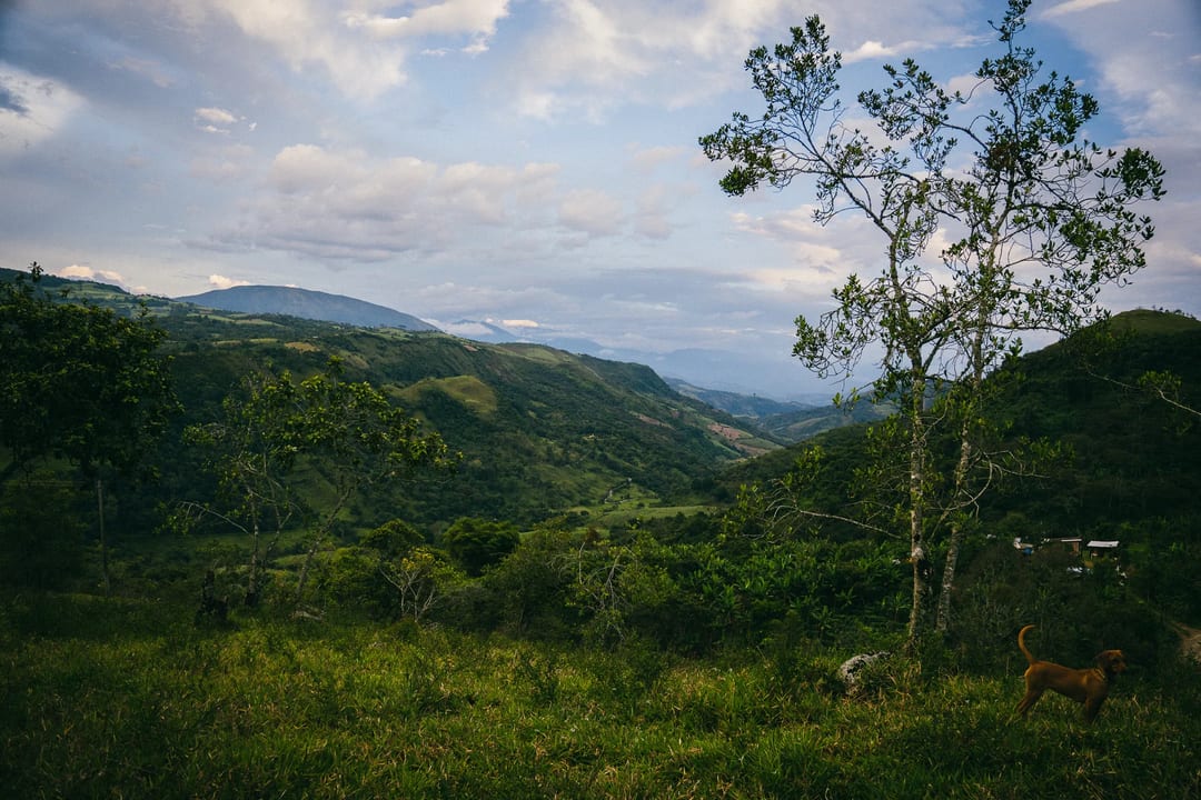 Lush green valley landscape with rolling hills, trees, and a dog in the foreground. Cloudy sky above.