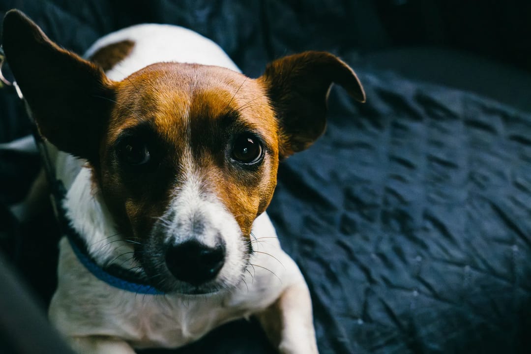 Brown and white Jack Russell terrier dog with perked ears looking up.