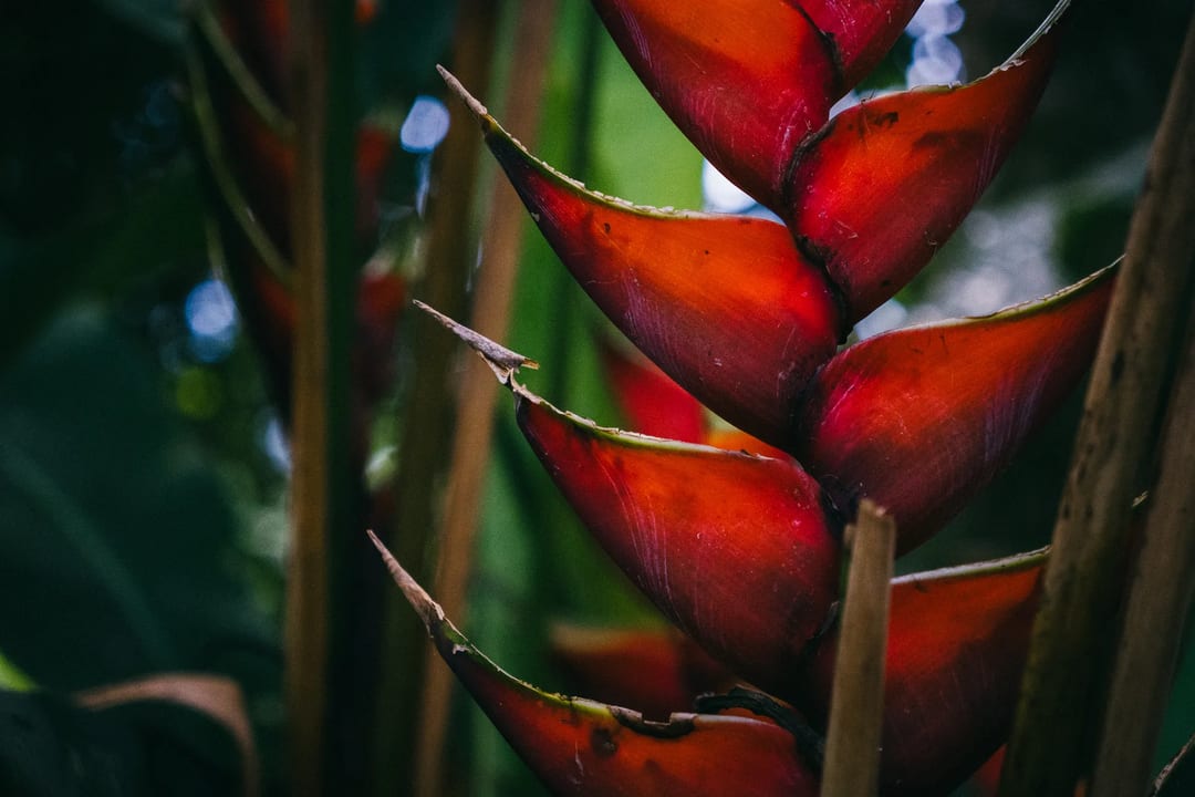 Close-up of a vibrant red Heliconia flower with green accents, tropical plant.